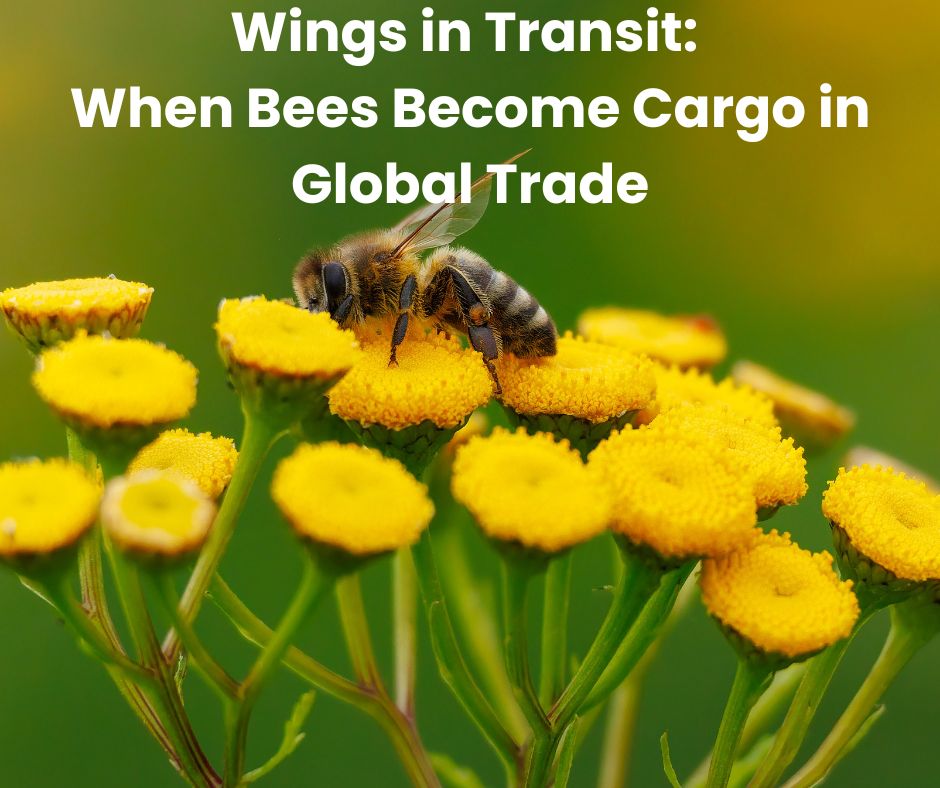 Wings in Transit: When Bees Become Cargo in Global Trade