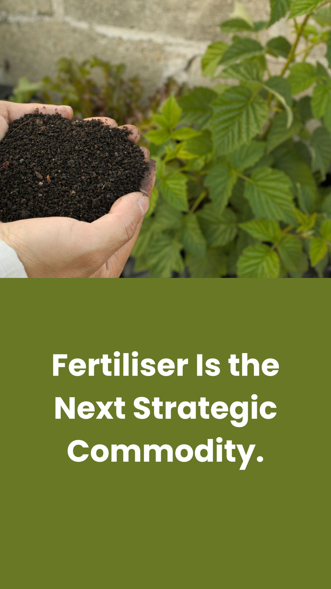 Fertiliser Shock: How Geopolitics and Supply Chains Are Reshaping Global Food Security