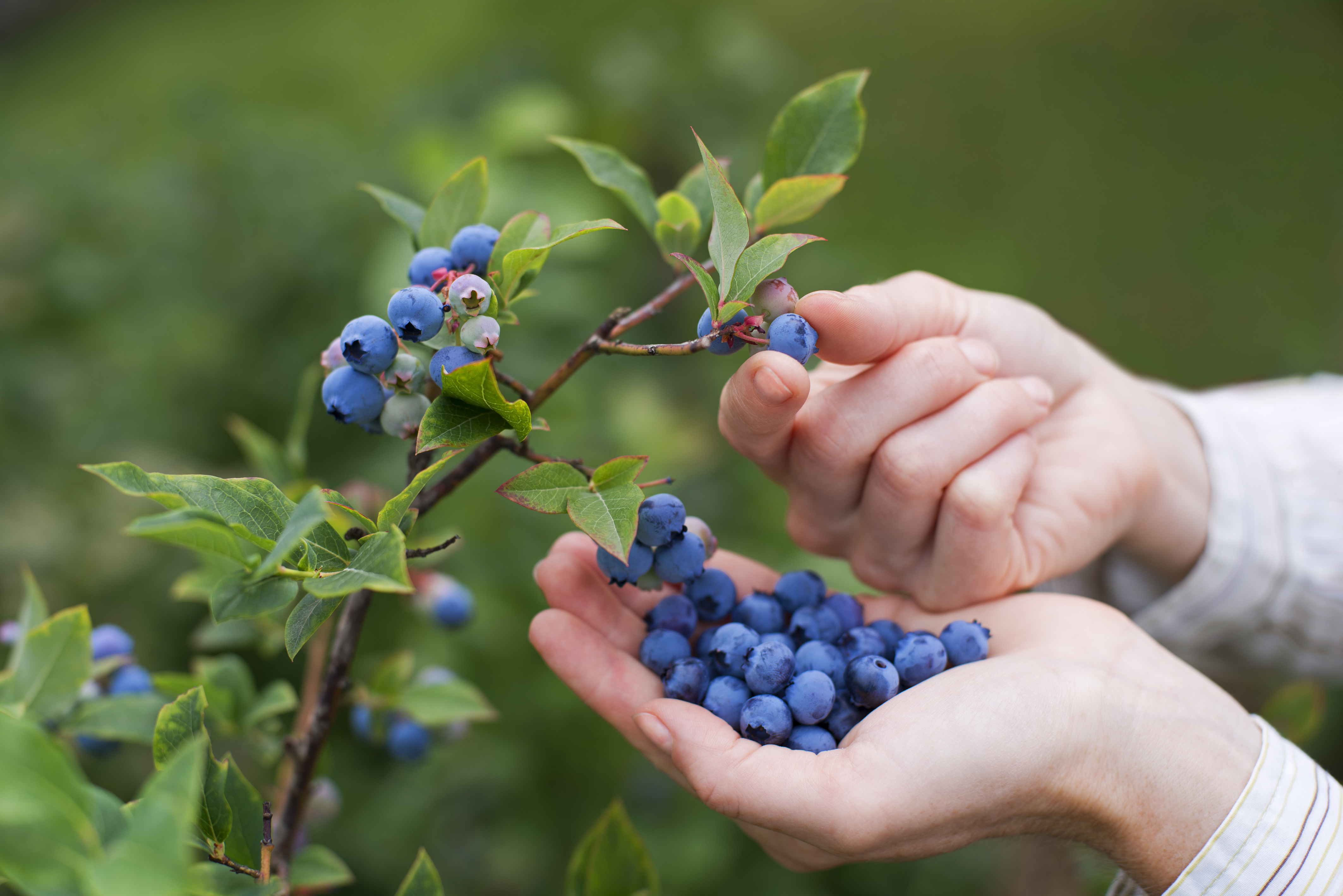 NSW food & beverage and agri-food businesses can apply for support to find customers in new global markets